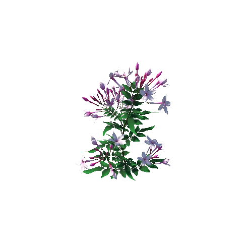 flower Jasminum3